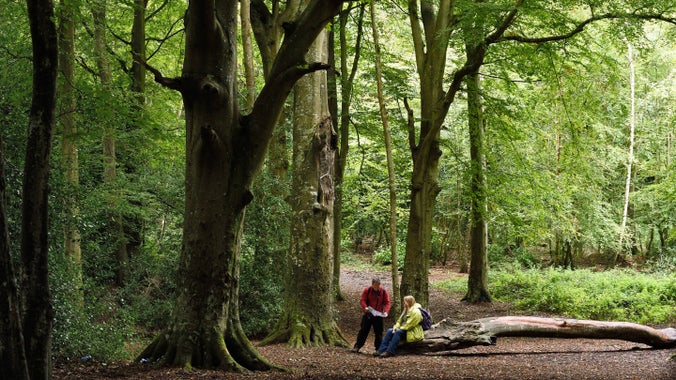 Two visitors find a suitable fallen log to sit on in Borthwood Copse